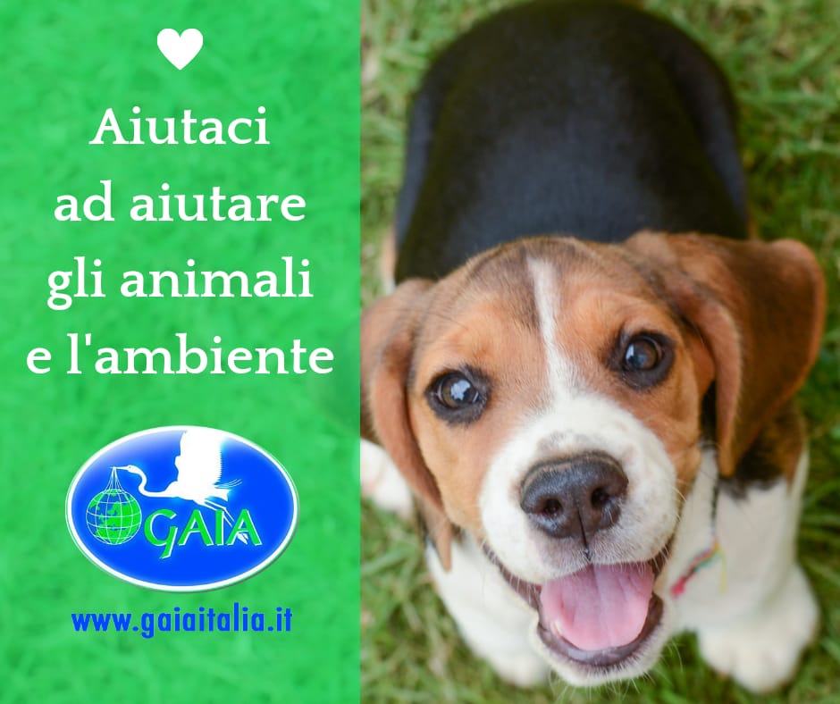gaia - aiutaci 24a46849-1614-429b-aa72-8b18d28a8003 - copia